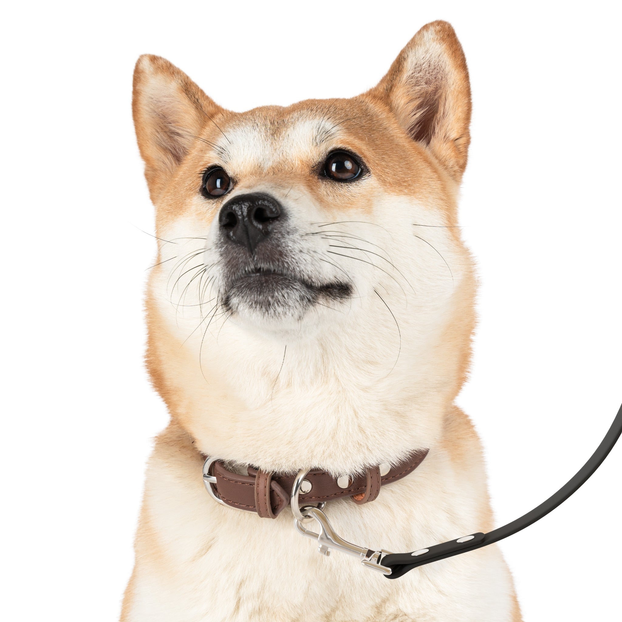 Custom Heart Paw Print Dog Leash – Personalized Name, Pink, Blue & Grey Options - Lifestyle Shot